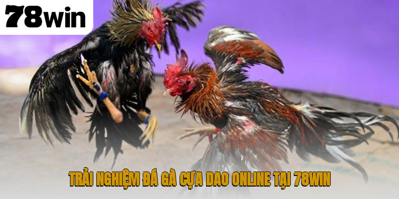 Đá Gà Cựa Dao – Thể Thao Đỉnh Cao Đầy Kịch Tính 4 Trải nghiệm đá gà cựa dao online tại 78WIN